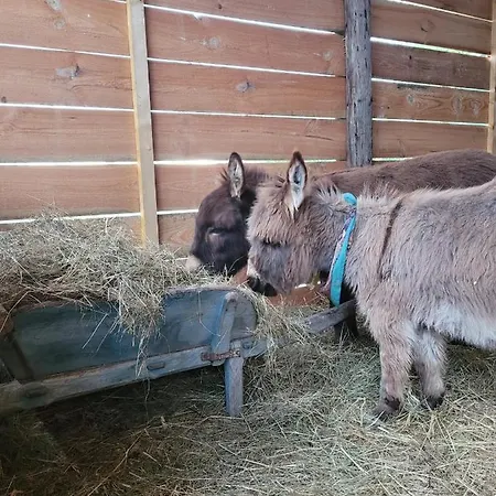 Kamp alanı Oatman
